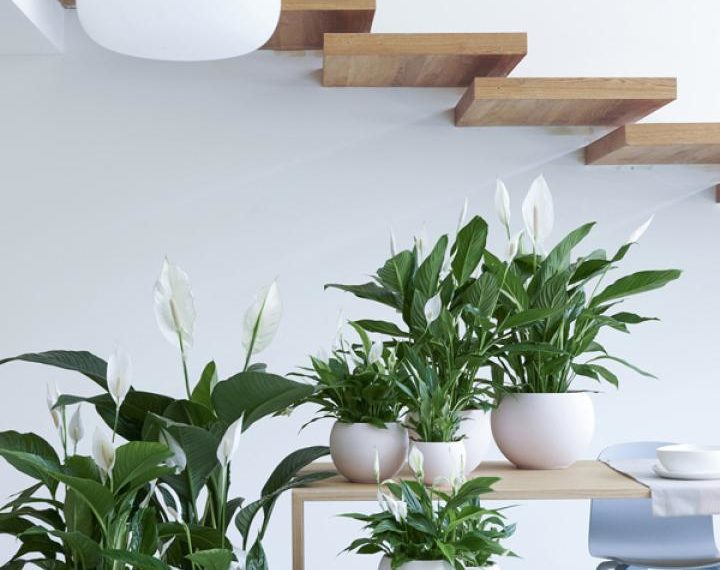 Productivity and Plants