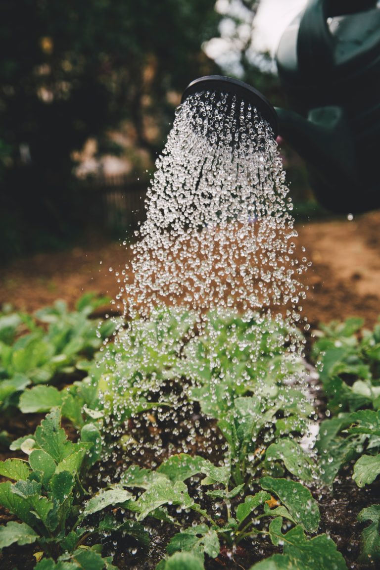 Filtered Water for Your Houseplants