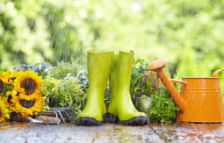 Rainwater for Healthier Houseplants