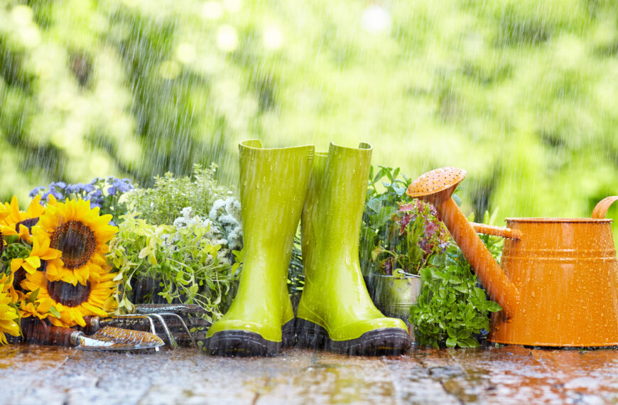 Rainwater for Healthier Houseplants