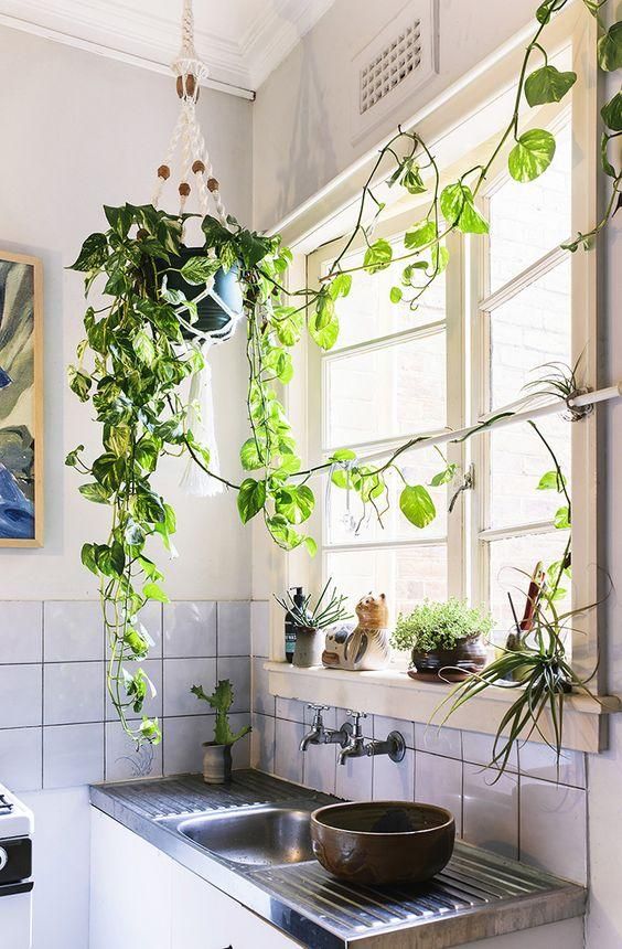 Vines and Hanging Jungle Plants