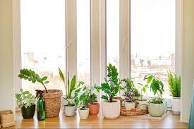 Sunlight for Plants