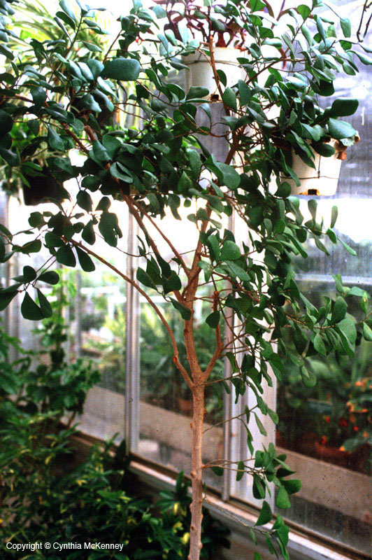 Canopy Jungle Plants