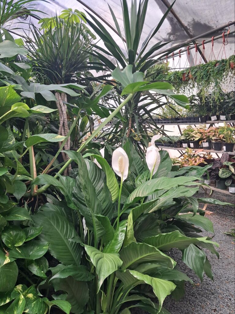 Peace Lilly from Plant Nursery Trip