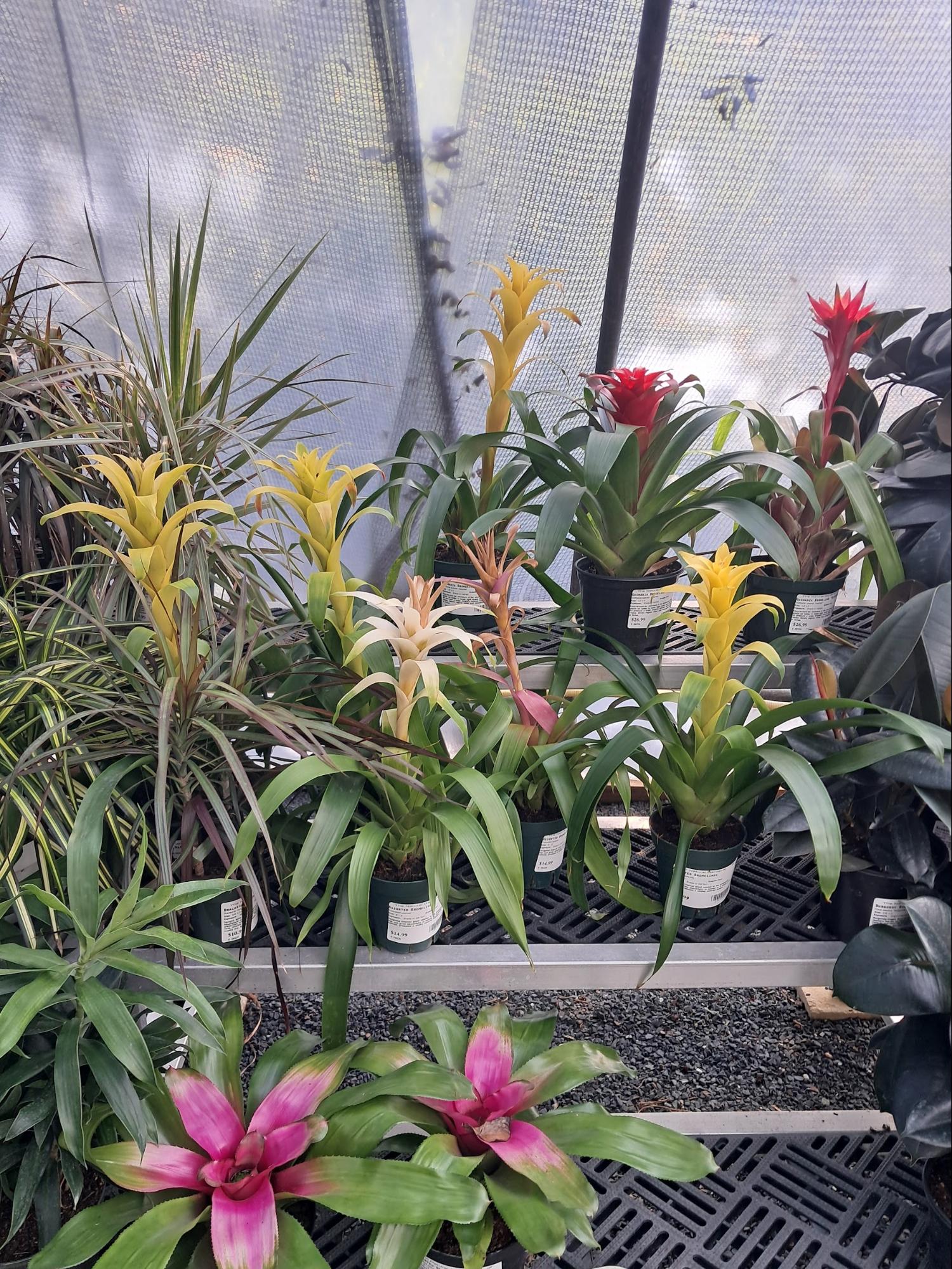 Bromeliads from Plant Nursery Trip