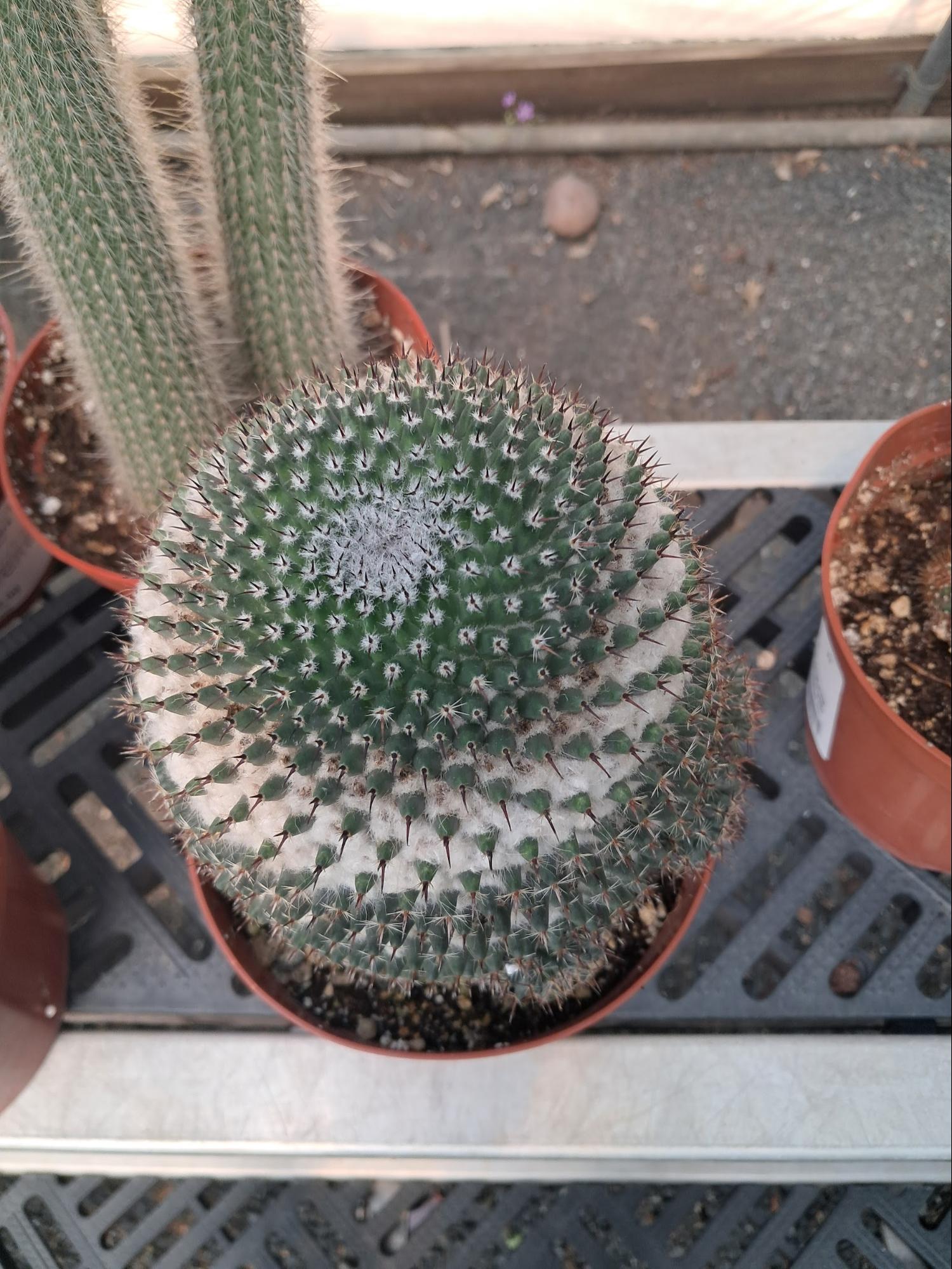 Cactus  from Plant Nursery Trip