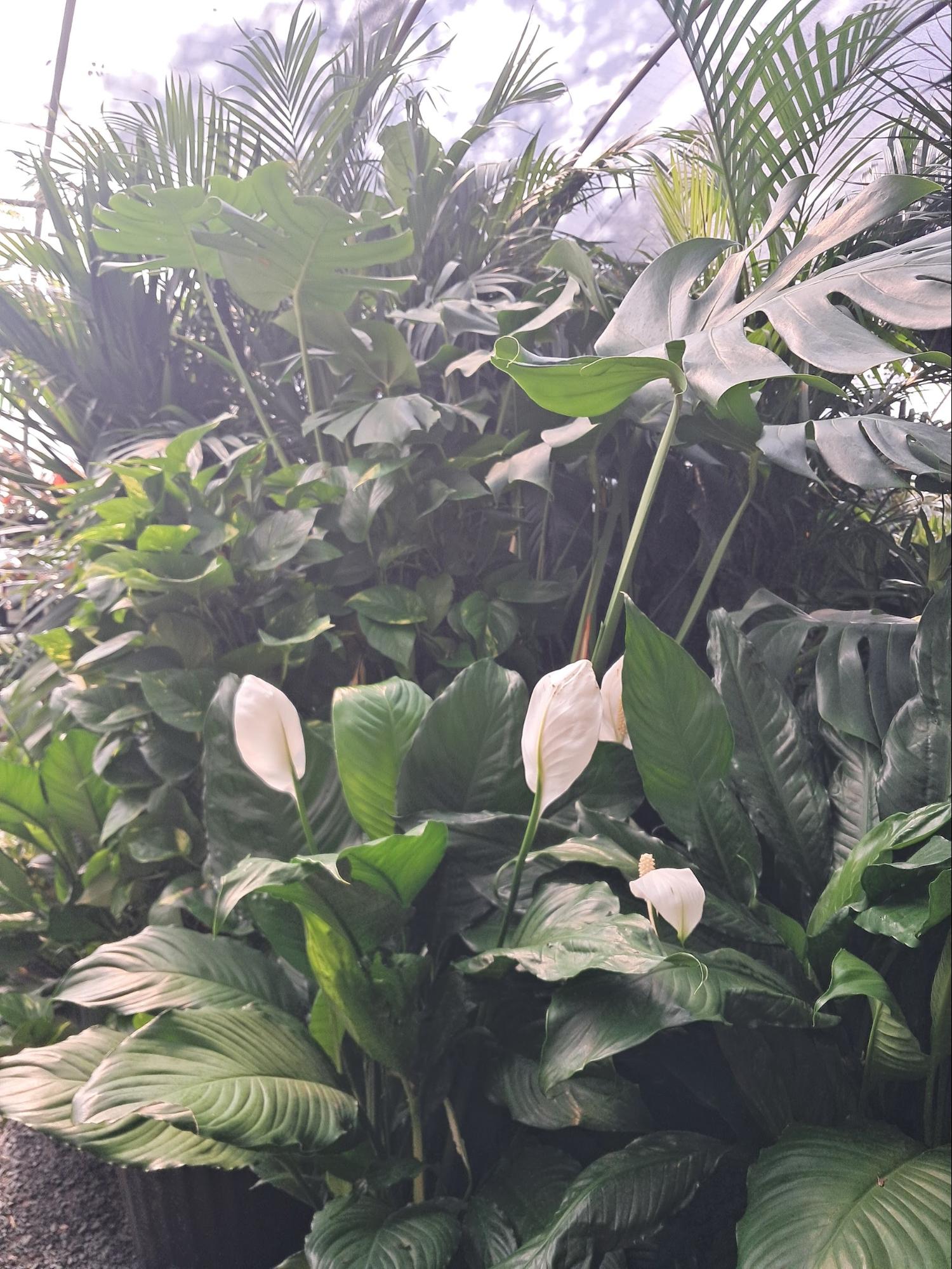 Peace Lilly from Plant Nursery Trip