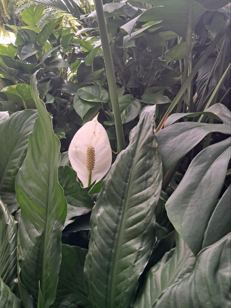 Peace Lilly from Plant Nursery Trip