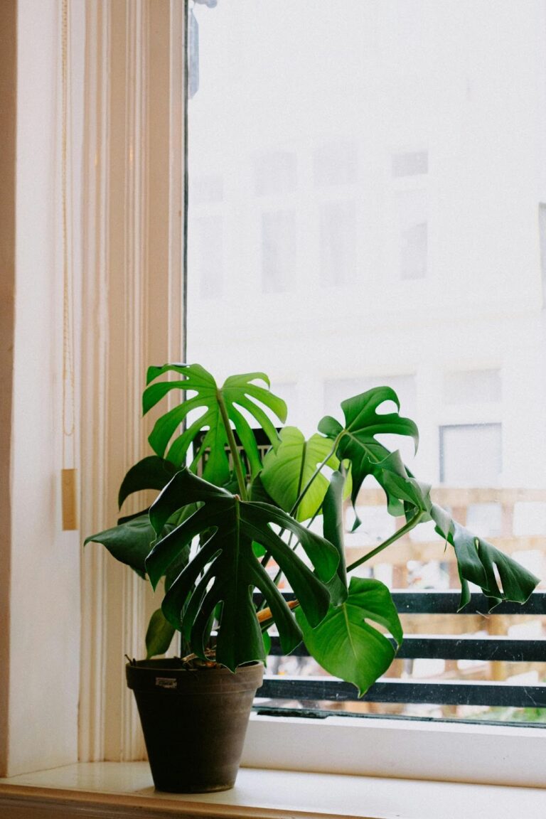 How Does the Cold Affect Your Houseplant?