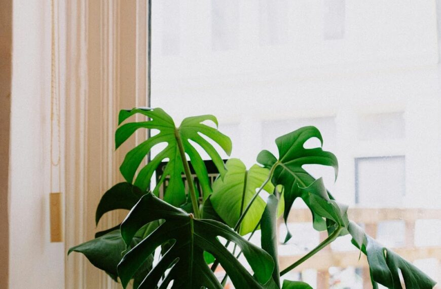 How Does the Cold Affect Your Houseplant?