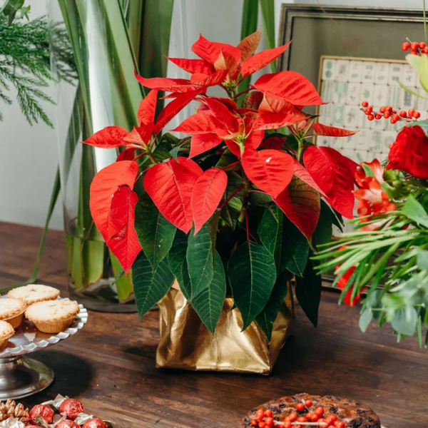 Happy Poinsettia Day: Christmas’s most favorite plant