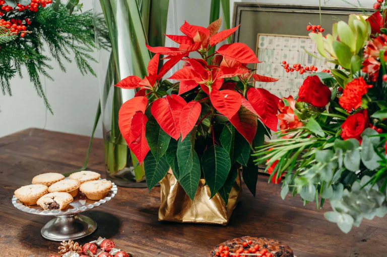 Happy Poinsettia Day: Christmas’s most favorite plant