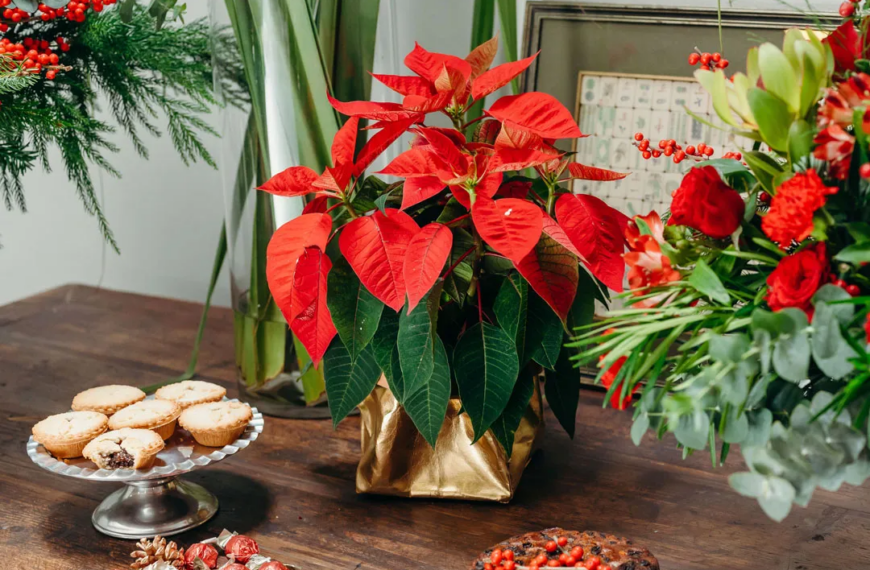 Happy Poinsettia Day: Christmas’s most favorite plant