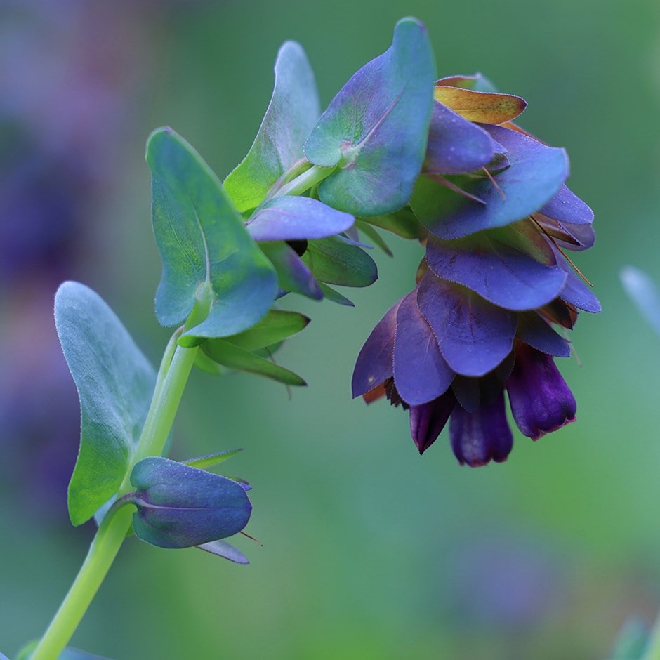 Flower background for ero botanical poem