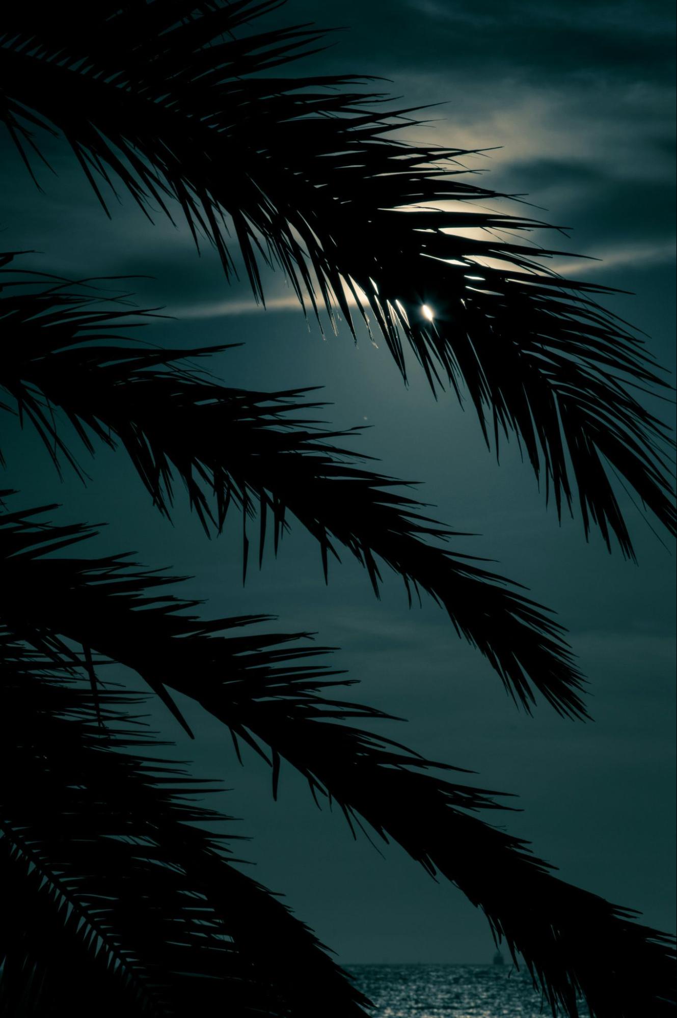 Plant in the moonlight near the tides