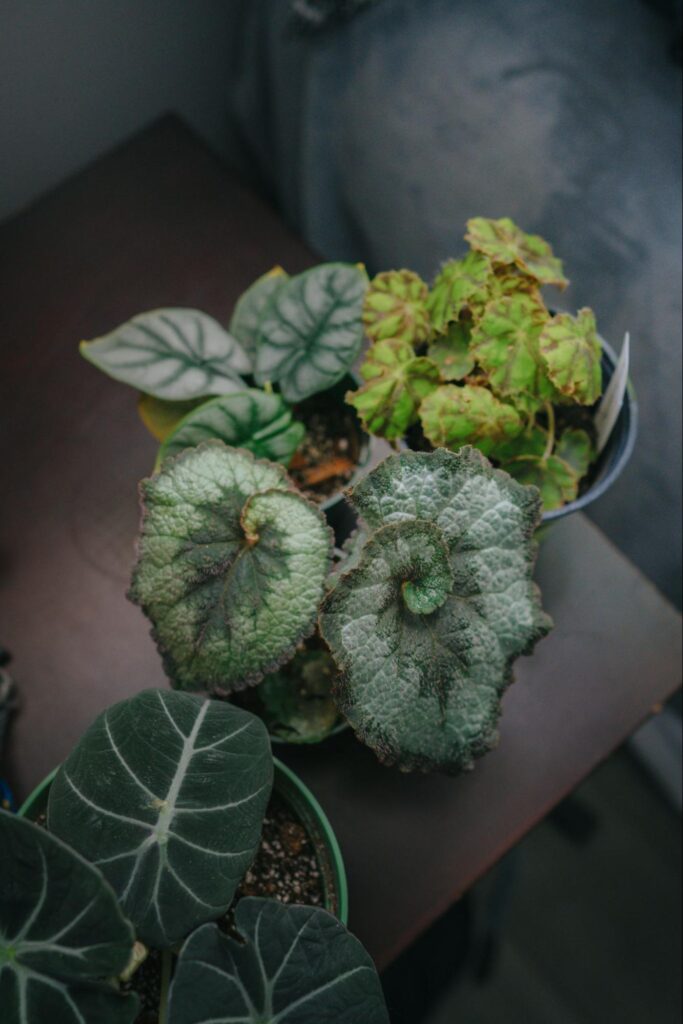 Plant growing under moonlight