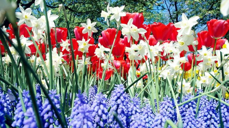 From Tea Leaves to Liberty Trees: The Secret Role of Plants in American Independence