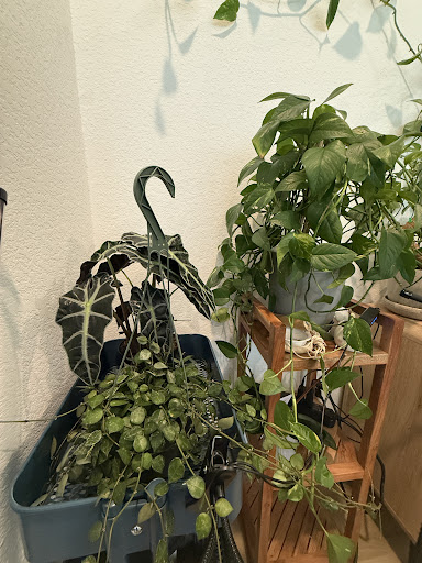 Photo from customer review