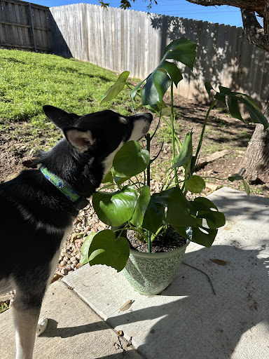 Photo from customer review