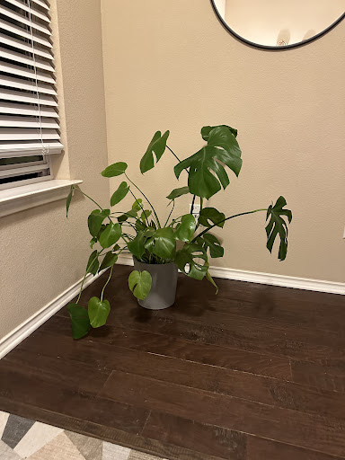 Photo from customer review