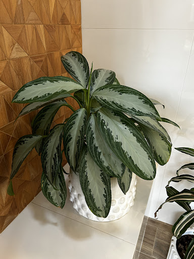 Photo from customer review